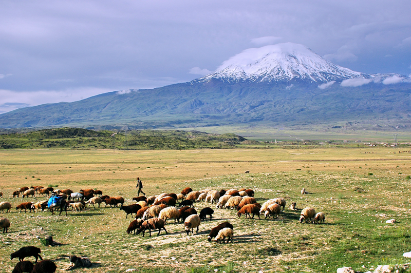 Ararat
