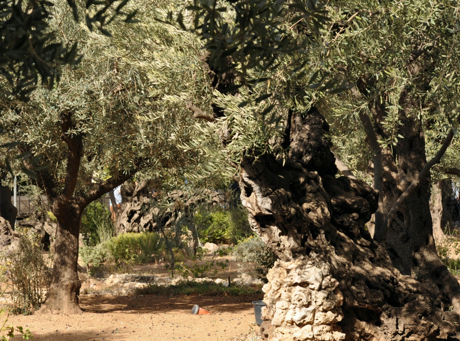 Mount of Olives